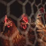 Abbeveratoi per galline e polli: come individuare il modello più adatto